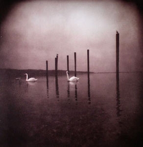 OM "CONFERENCE OF THE BIRDS"